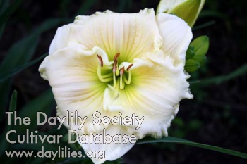 Daylily Pure Vanilla